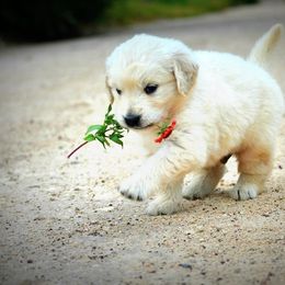 Golden Retriever Puppies from Golden Retriever Street
