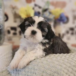 Shih Tzus from Duarte's Shihtzu Puppies