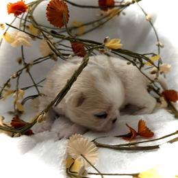 Akira - Lemon and white male Japanese Chin puppy in Davisville, Missouri from Uniquely Yours, Shelly’s Japanese Chins