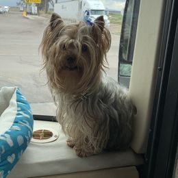 Banjo - Yorkshire Terrier