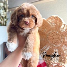 Pumpkin - Caramel female Australian Labradoodle puppy in Palmdale, California from Heavenly Doodles