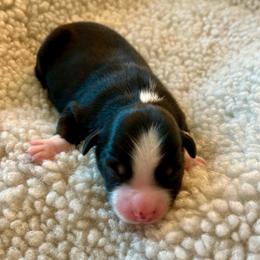 Annie - Black tri female Toy Australian Shepherd puppy in Bristow, Iowa from Pine Ridge Toy and Mini Aussies