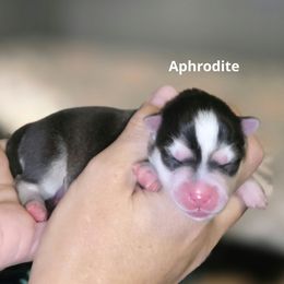 Aphrodite - Black and white female Pomsky puppy in Fredericksburg, Virginia from Purely Pomskies