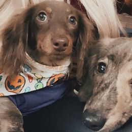Dachshunds from Libby’s Doxies