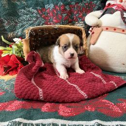 Hazel - Sable and white female American Corgi puppy in Lubbock, Texas from Ace High Corgis