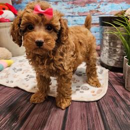 June - AKC - Apricot female Poodle puppy in Lebanon, Missouri from Leerose Puppies