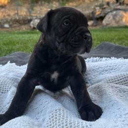 Onyx - Black brindle male Cane Corso puppy in Utah from 3Lake Kennelz