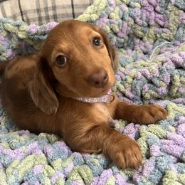 Yelena- Cookie - Dapple female Dachshund puppy in Pittsburg, California from Super Hero Dachshunds