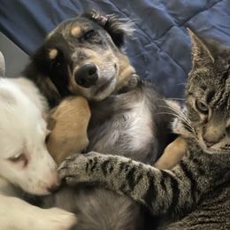 Dachshunds from Doxie Bunch