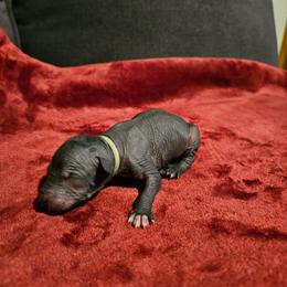 Mictlan - Gray male Xoloitzcuintli puppy in Florissant, Colorado from Witching Hour Kennel