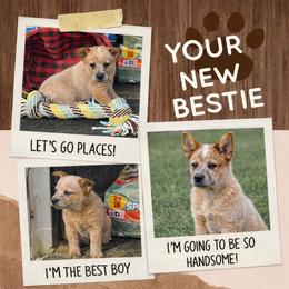 YELLOWSTONE - cool little cow pup - Red speckled male Australian Cattle Dog puppy in Kalispell, Montana from BTR Australian Cattle Dogs