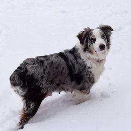 Luna - Australian Shepherd