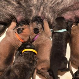 Dark Purple Collar Fawn Girl - Fawn female Mastiff puppy in Auburn, Kansas from Puppy Paradise:  English Mastiff Puppies & Standard Goldendoodle Puppies