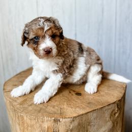 Big Bend - Red merle male Aussiedoodle puppy in Arlington, Washington from Doodle Love Laugh
