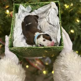 Buddy - Fawn male Boxer puppy in Waycross, Georgia from David's Boxers