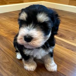 Aura Sazon - Black and silver female Miniature Schnauzer puppy in Auburn, Georgia from Very Special Mini Schnauzers