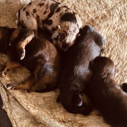 Australian Shepherds and Poodles from Ginger Blue Poodles