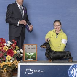 Dachshund All Grown Up from Woodshafen