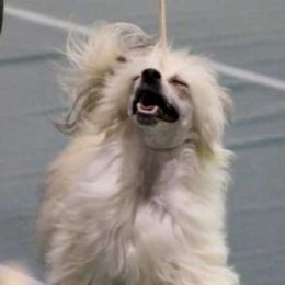 Gypsy - Chinese Crested