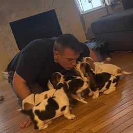 Basset Hound Puppies from Best Friends Bassets