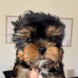 Aster 4,813 - Black and tan male Yorkshire Terrier puppy in Pittsburg, California from Crystal Garden Yorkies