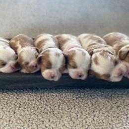 Cavalier King Charles Spaniels from Pine Haven Cavaliers