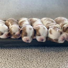 Cavalier King Charles Spaniels from Pine Haven Cavaliers