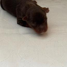 Puppy 1 - Chocolate and tan male Yorkshire Terrier puppy in Elizabeth, Indiana from Dwayne’s Yorkshire Terriers