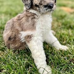 Newfypoo Puppies from Two Sisters Ranch, LLC