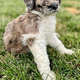 Newfypoo Puppies from Two Sisters Ranch, LLC