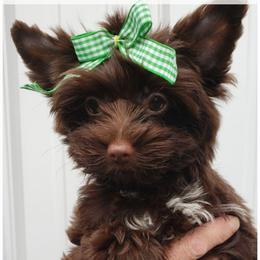 Girl 4 - Liver female Yorkshire Terrier puppy in Marion Station, Maryland from Anna's Yorkie Treasures