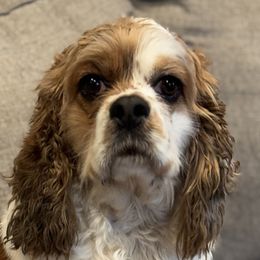 Cocker Spaniels from Home Grown Cocker Spaniels