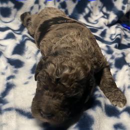 Duke - Merle male Bernedoodle puppy in Battle Creek, Michigan from T-Rose’s Bernedoodle & Pomsky Puppies