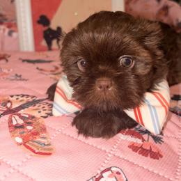 Theodore - Chocolate male Shih Tzu puppy in Wilkesboro, North Carolina from Frannie and Annie Shih Tzu Babies