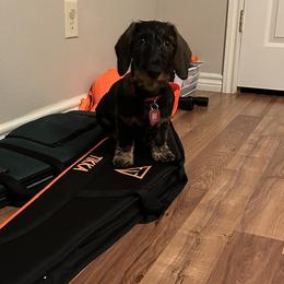 Dottie - Dachshund