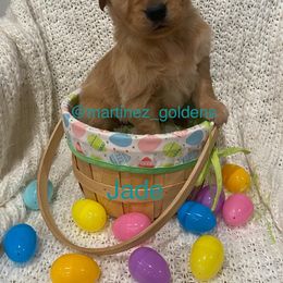 Girl 5 - Golden Retriever puppy in Victorville, California from Martinez Goldens