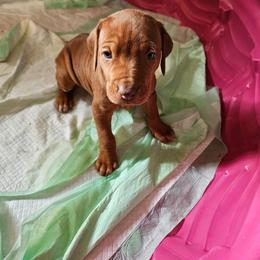 Girl 2 - Rd whtn brn nose female Rhodesian Ridgeback puppy in Caldwell, Idaho from Haley Gross's 	Rhodesian Ridgebacks and Minature Pinchers