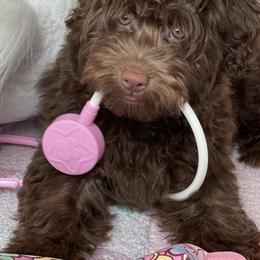 Aussiedoodle and Bernedoodle Puppies from Little Golden Farm