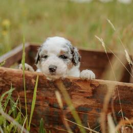 Scandal - Blue merle male Aussiedoodle puppy in Inman, South Carolina from Dark Corner Doodles