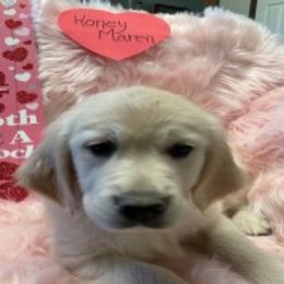 Golden Retriever Puppies from R Ranch Goldens