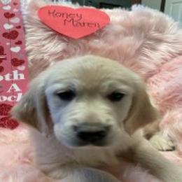 Golden Retriever Puppies from R Ranch Goldens