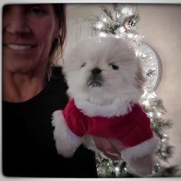 Pekingese Puppies from Tao Pekingese
