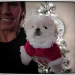 Pekingese Puppies from Tao Pekingese