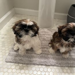 Shih Tzu Puppies from Chrysanthemum Creek