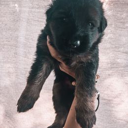 German Shepherd Puppies from Oahu German Shepherds