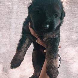 German Shepherd Puppies from Oahu German Shepherds