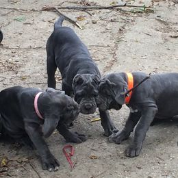 Neapolitan Mastiff Puppies from Unique Uprisings