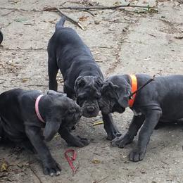 Neapolitan Mastiff Puppies from Unique Uprisings