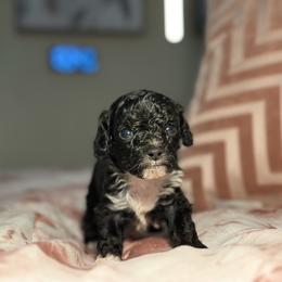 Jet - Black male Cockapoo puppy in Griffin, Georgia from Rawls Lovely Little Tots