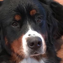Denali - Bernese Mountain Dog